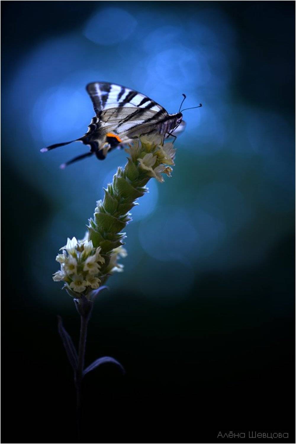 , Алёна Шевцова