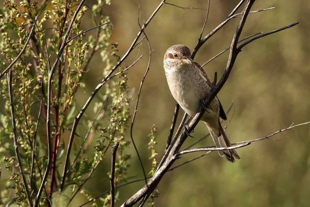 , Валерий Субачев