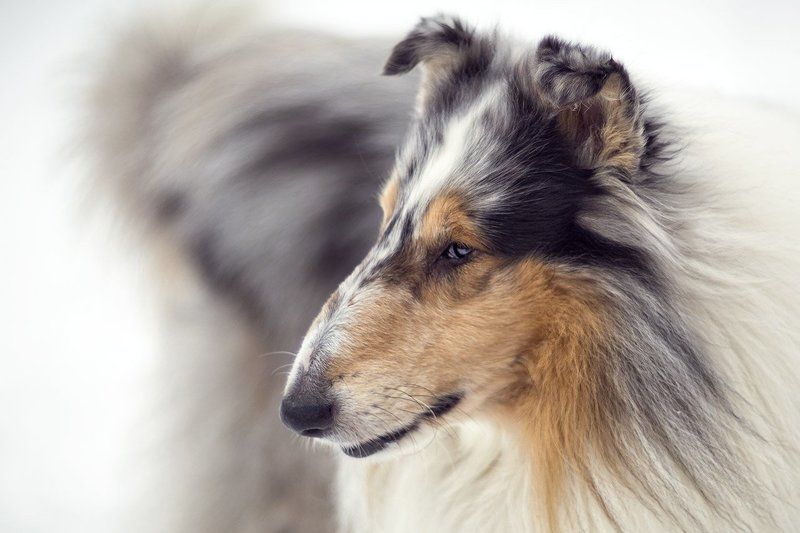 Боги не засчитывают время жизни, проведенное на прогулке с собакой. фото превью