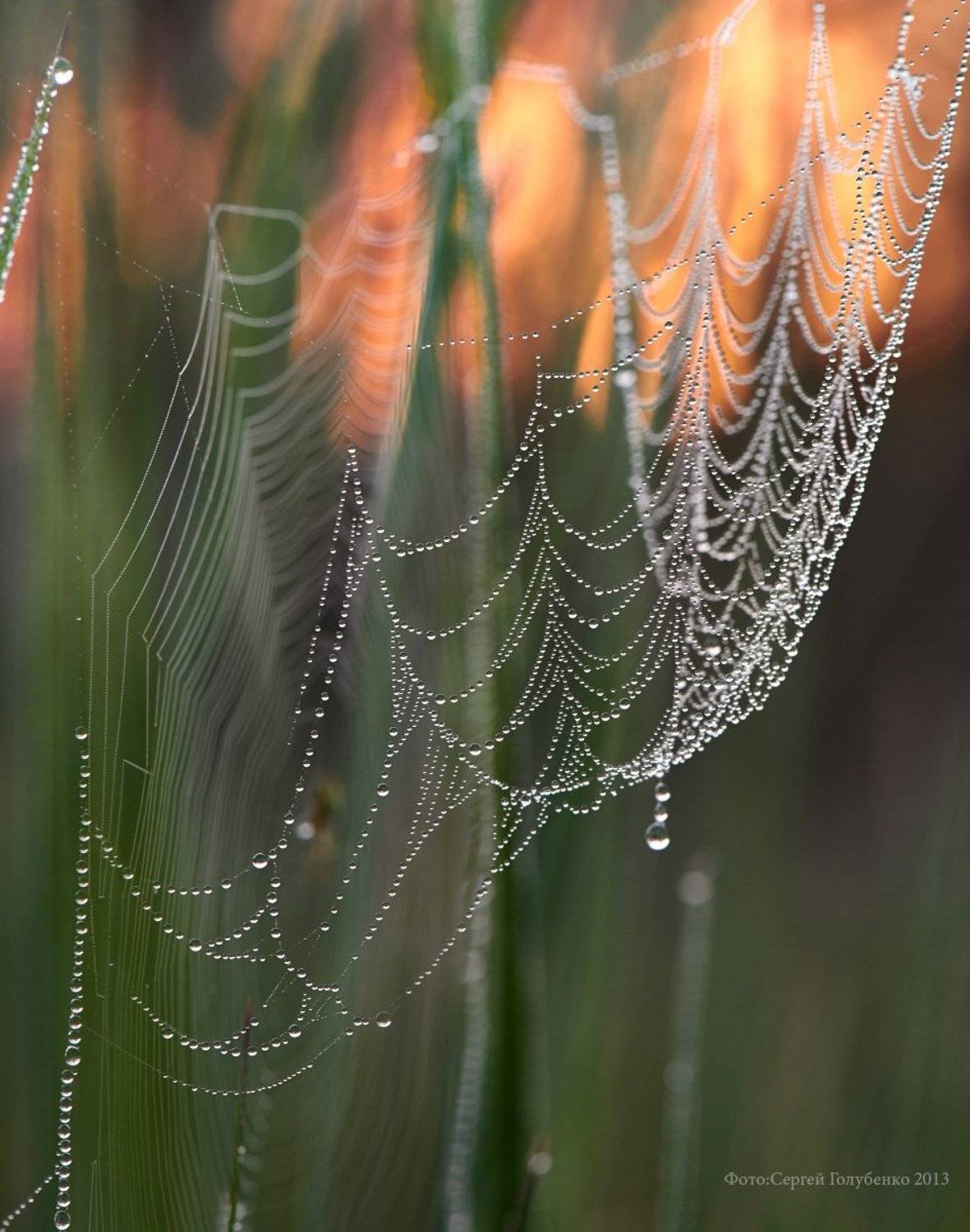 , Сергей Голубенко