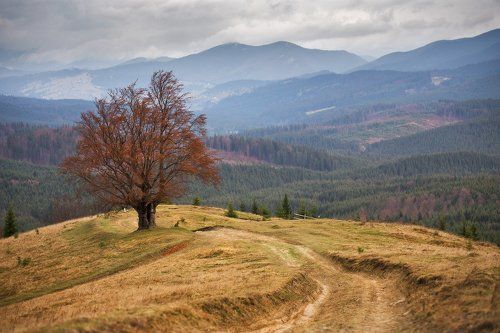Про баянистый букограб в ноябре