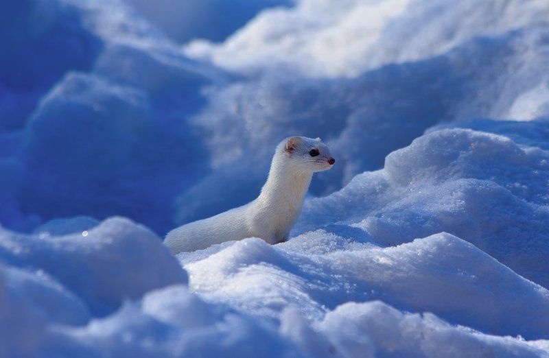 Среди снегов фото превью