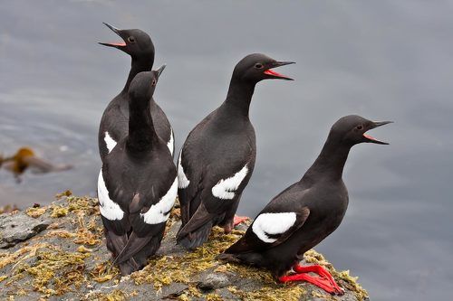 Хоровое пение