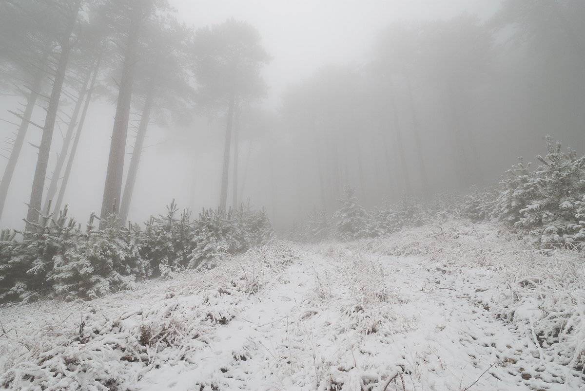 , Саша  Вайсберг / Waldschnepfe./