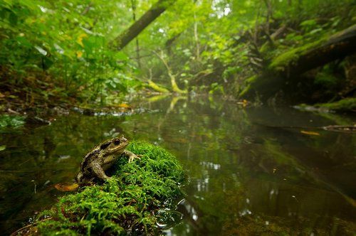 Король ручья
