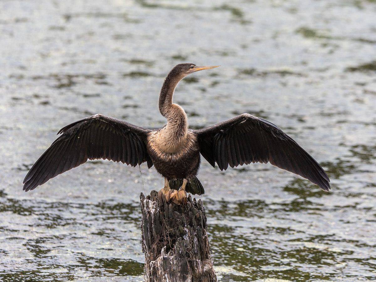 , Леонид Дьяченко