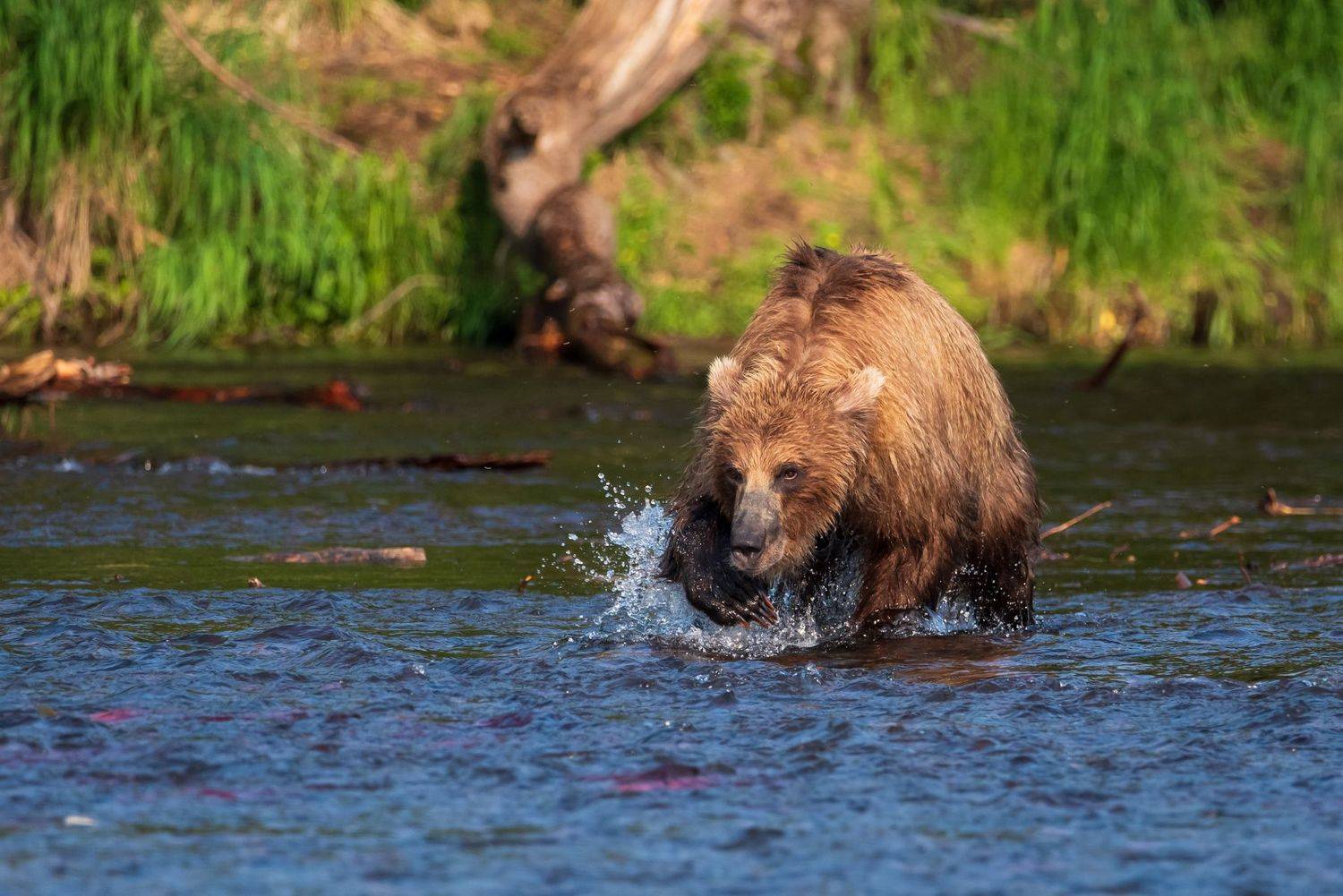 камчатка, медведь, рыбалка, улов, Татьяна Степанова