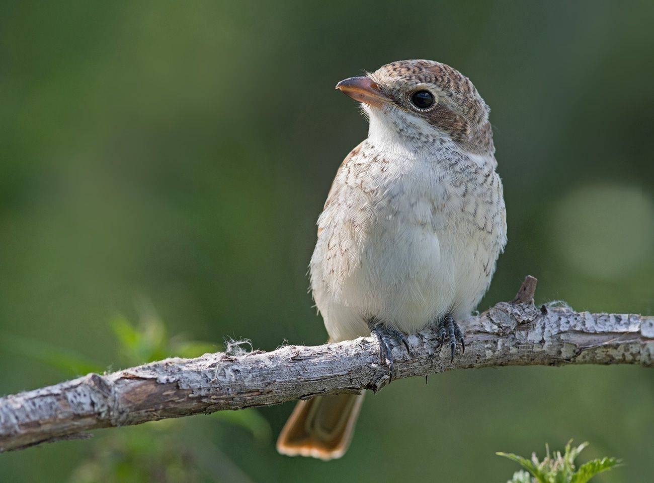 жулан,молодой,сук,крапива, Иван