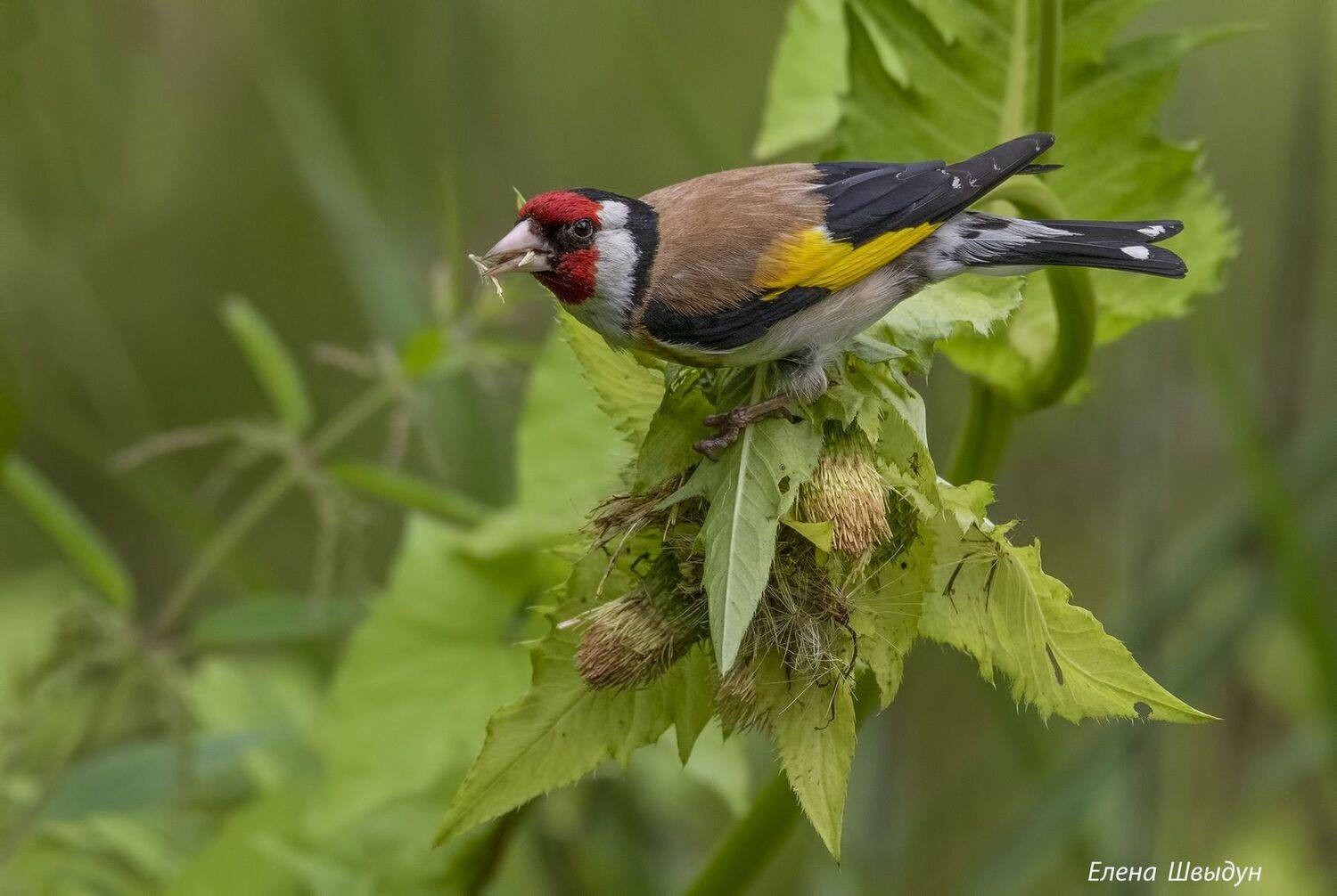 bird of prey, animal, birds, bird,  animal wildlife,  nature,  animals in the wild, european goldfinch, goldfinch, птицы, птица, щегол, черноголовый щегол, Елена Швыдун