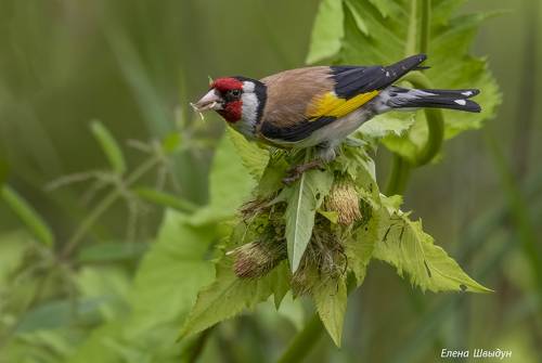 European goldfinch