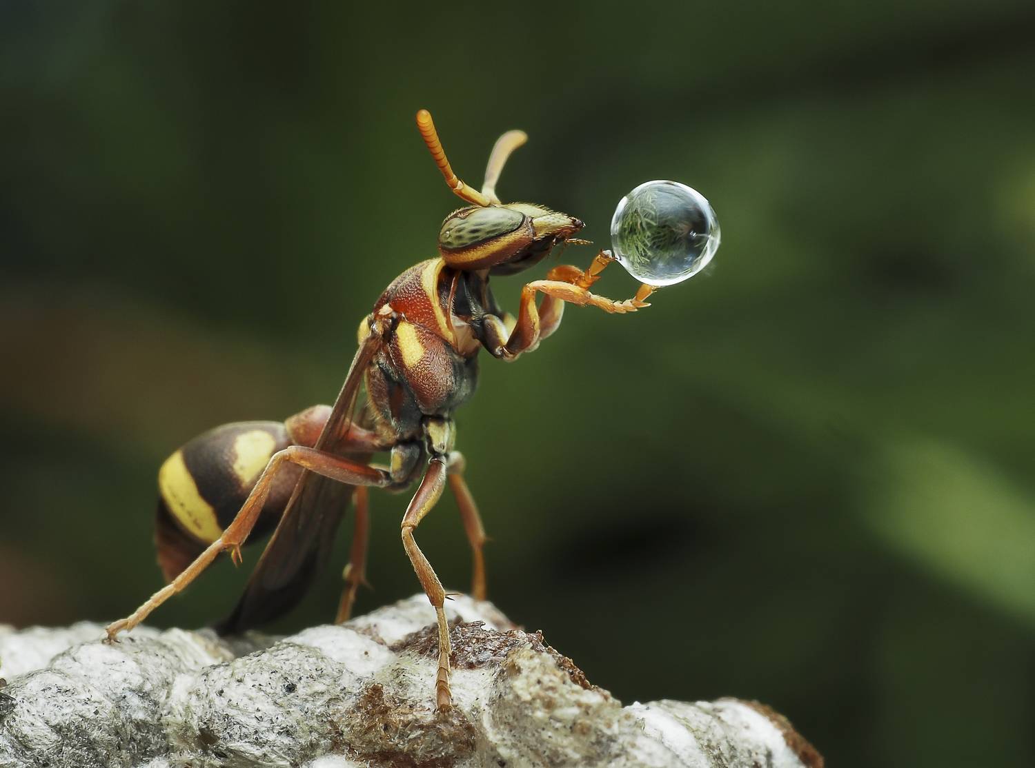 #macro#wasp#waterbubble#reflection#colors, Choo How Lim