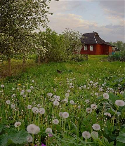 Поляна одуванчиков