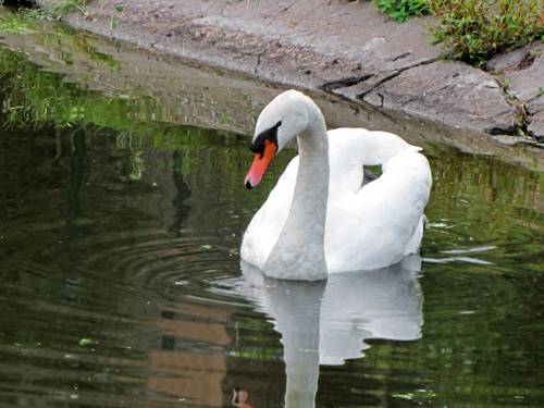 WHITE swans in the blue pond water - a bird, animals in the wild