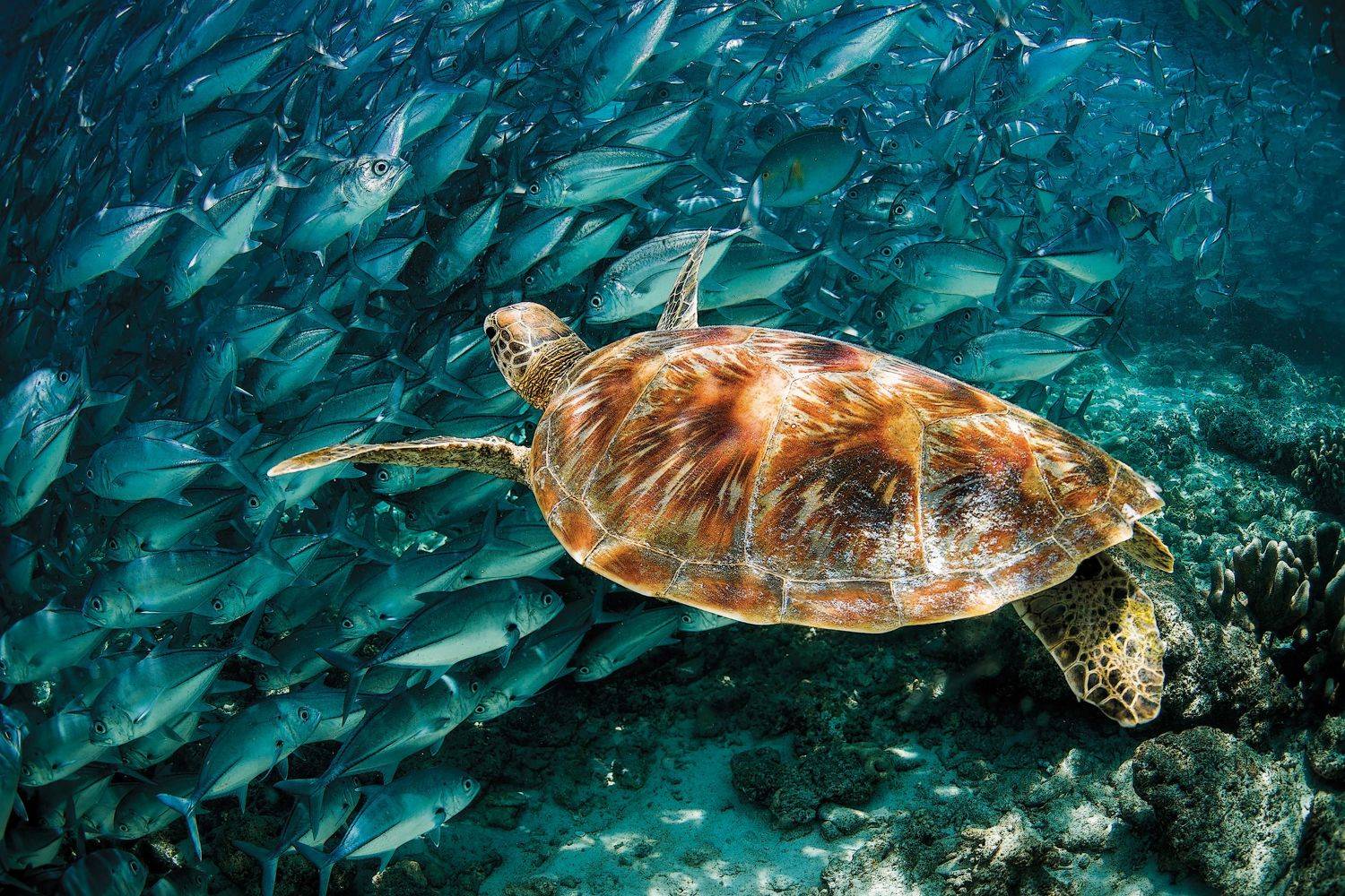 , Юрий Журавлев