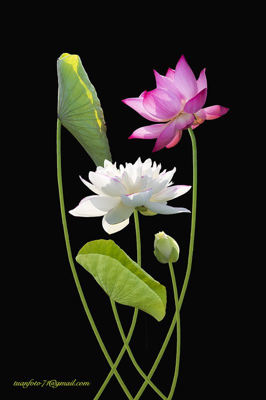 #sellingphoto.#macro.#flowers in ice #lotus Lotus фото превью