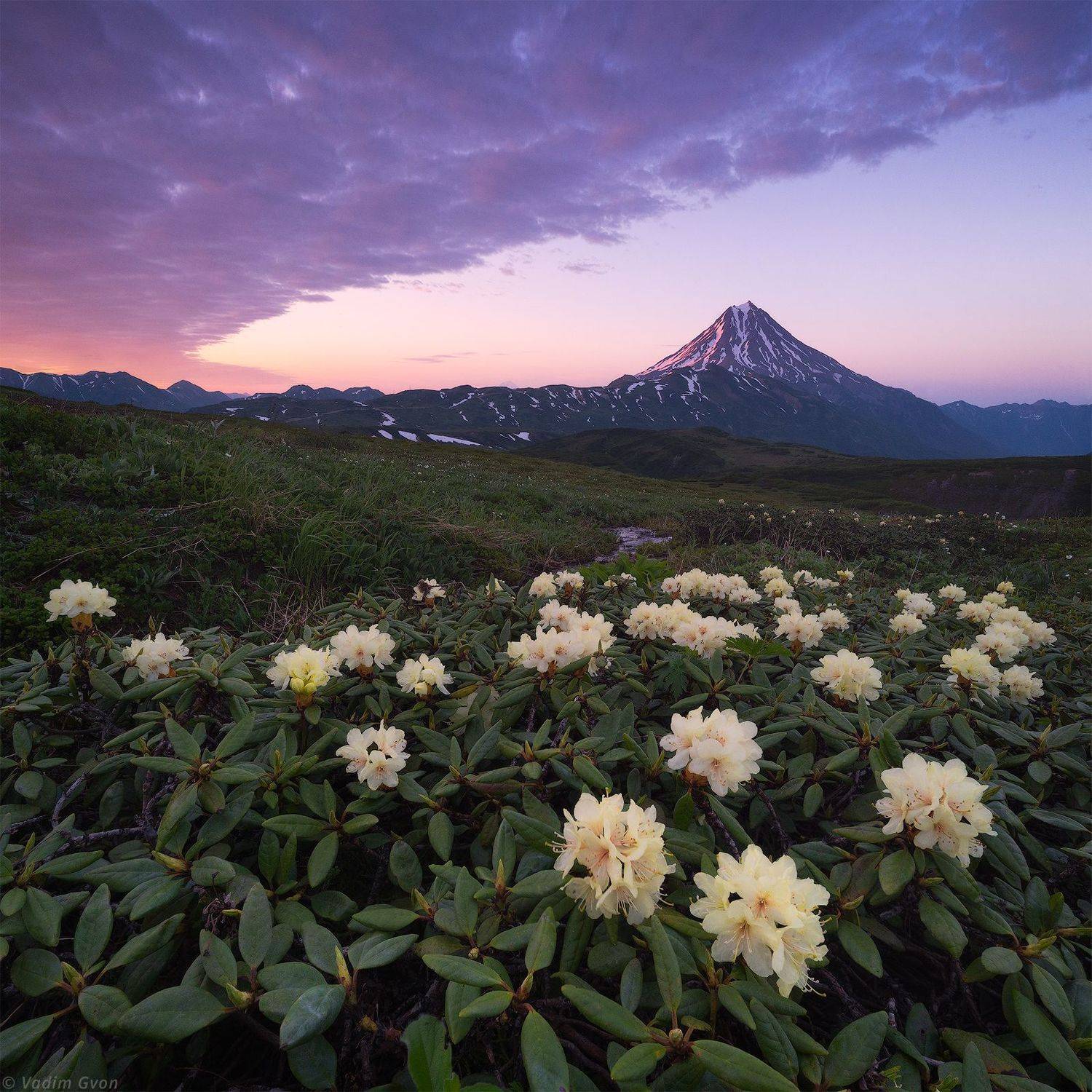 камчатка, kamchatka, вилючинский, рододендроны, Вадим Гвон