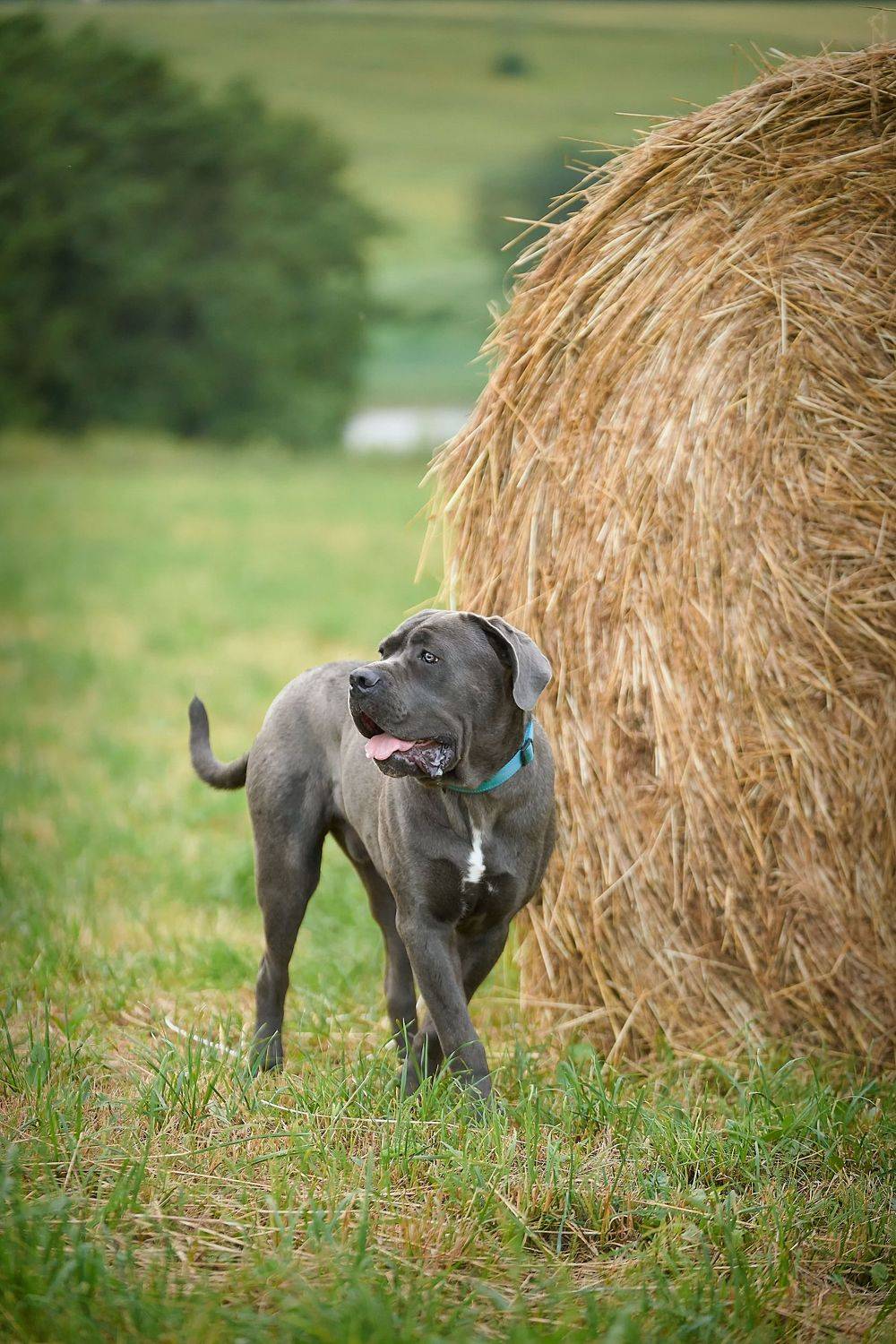 , Оксана Сироштан