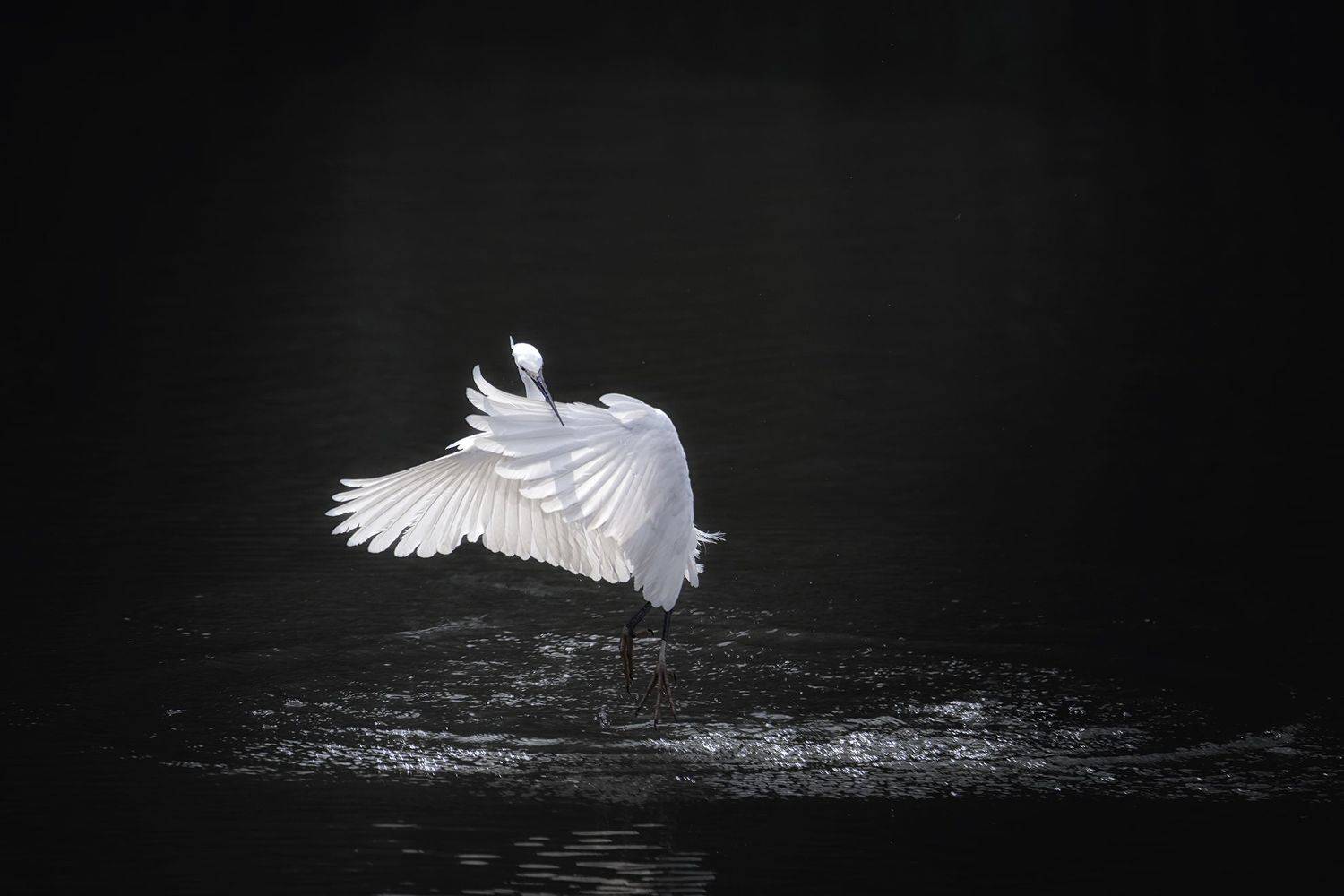 цапля, танец, птицы, животные, birds, animals, wildlife, heron,, Токарев Олег