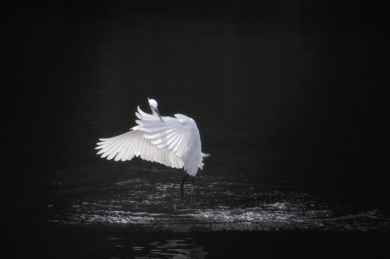 цапля, танец, птицы, животные, birds, animals, wildlife, heron, Одинокий танцор фото превью