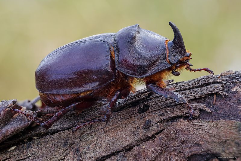 Жук-носорог фото превью