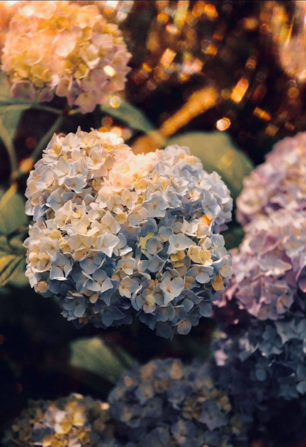 макро, цветы, flowers, macro, Julia Kaissa