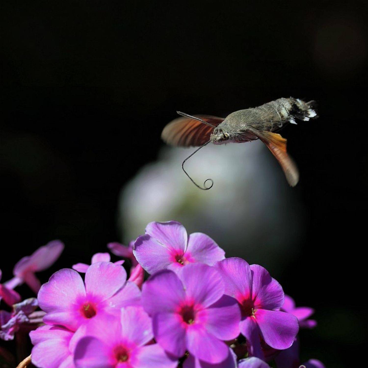 языкан обыкновенный, Сергей Фудиненко