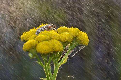 Летний дождик