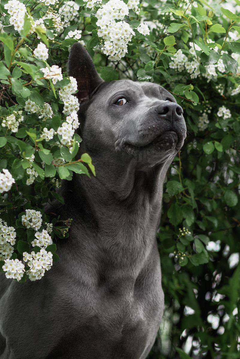 собака, животное, dog, тайский риджбек, Евгений Крутиков