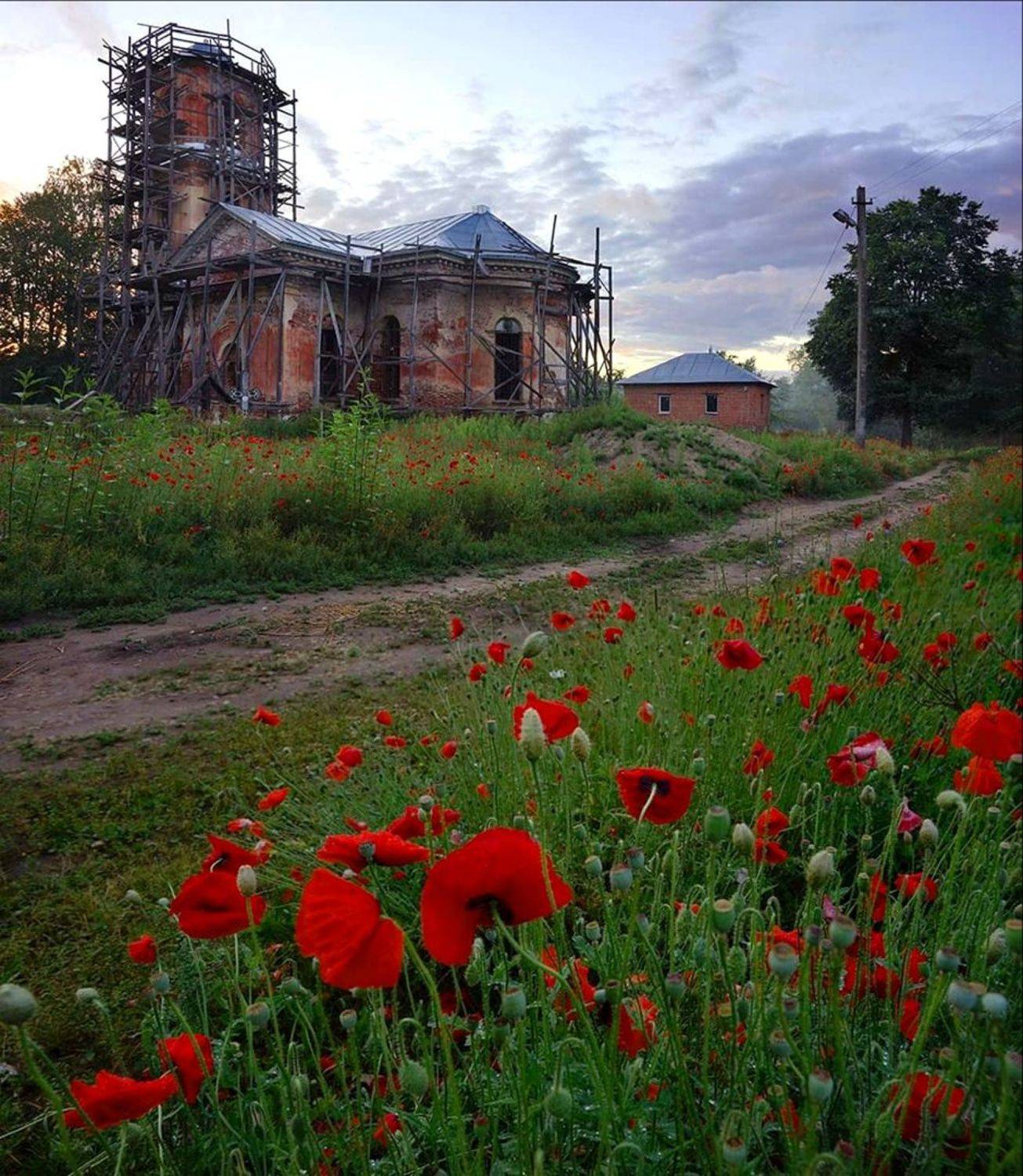Цветы, маки, церковь, архитектура, Петр Косых