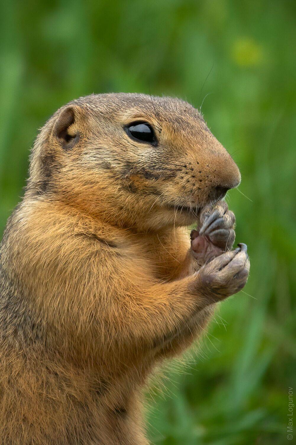 сулик,, Логунов Максим