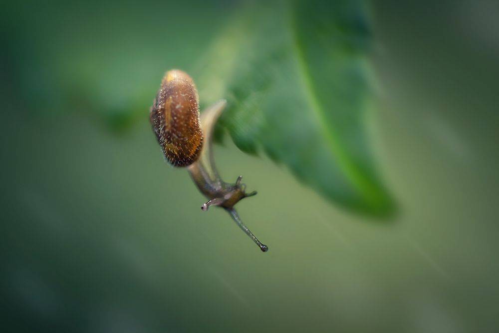 улитка, snail, макро, macro, Марина Хилько