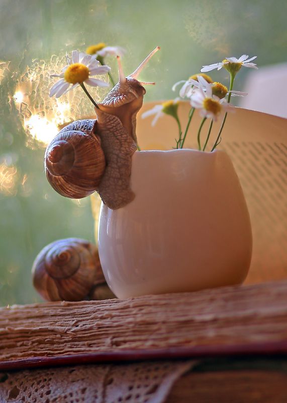 Нарву цветов и подарю букет улиточке, которую люблю!(дубль два) фото превью