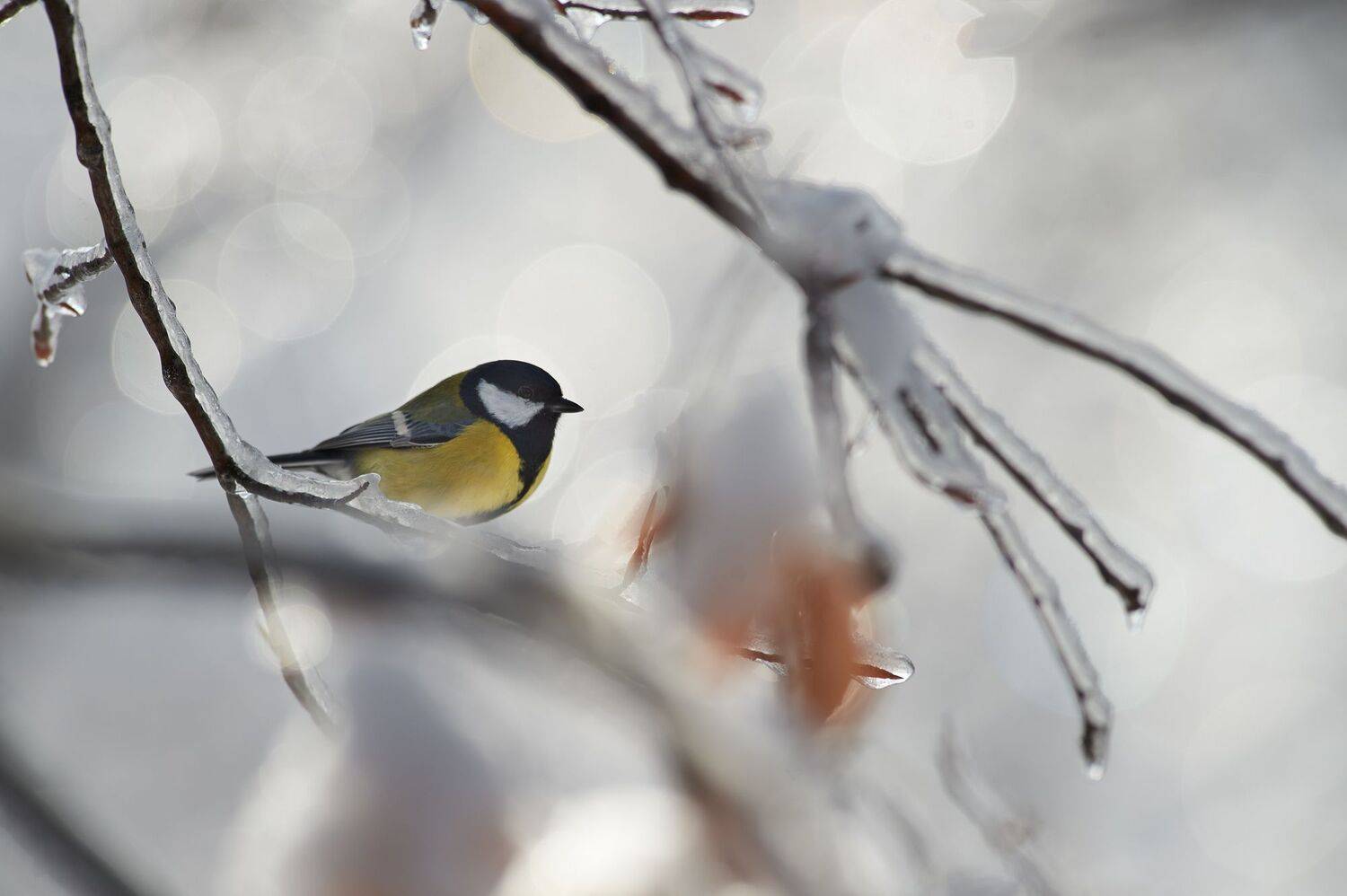 nature, wildlife, birds, Калин Ботев
