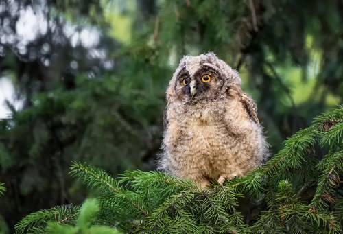 совёнок ушастой совы