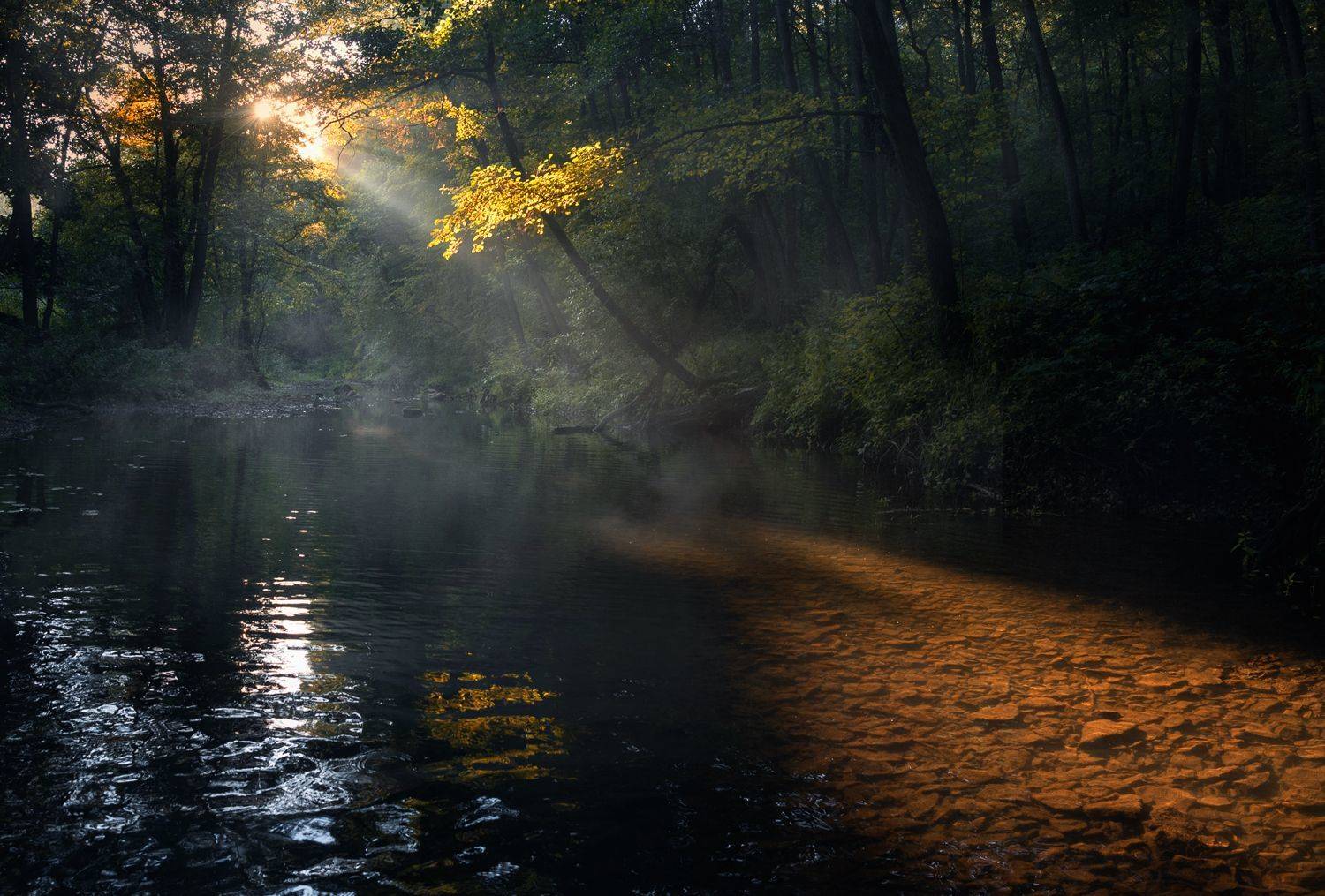 лес, свет, утро, природа, Баранов Олег