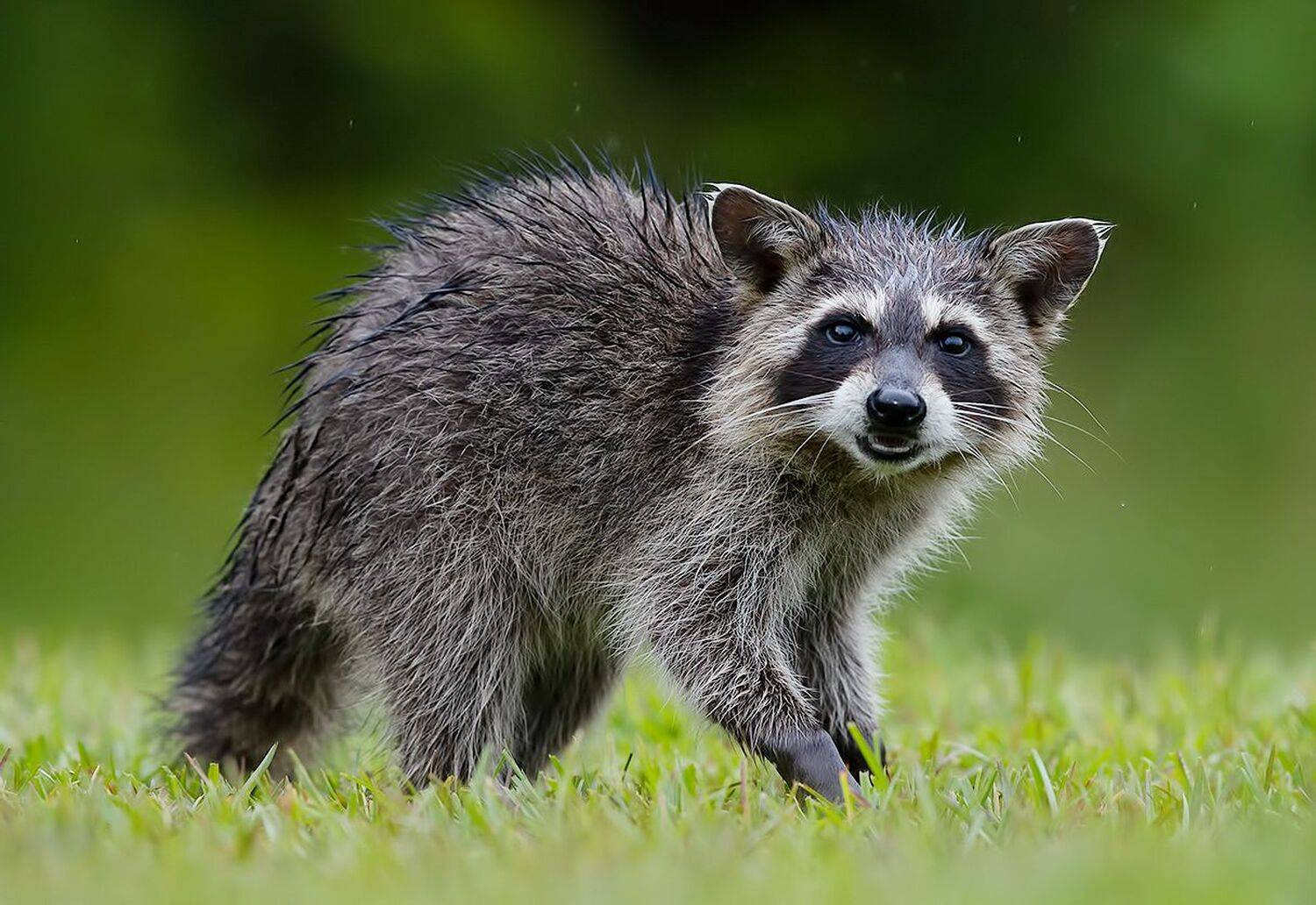 енот обыкновенный, енот-полоскун, raccoon, енот, дикие животные, животные, animals, Elizabeth Etkind