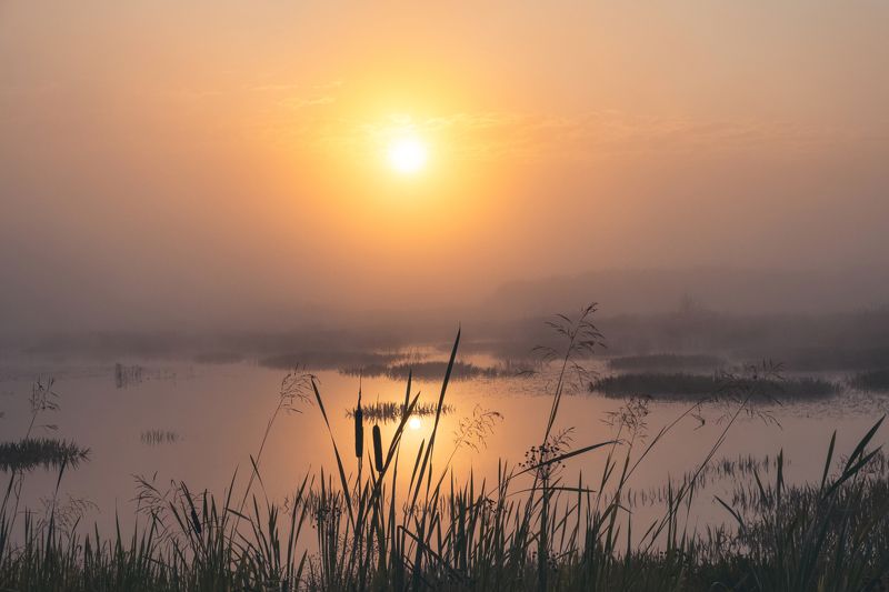 Купалось солнце в молоке... фото превью