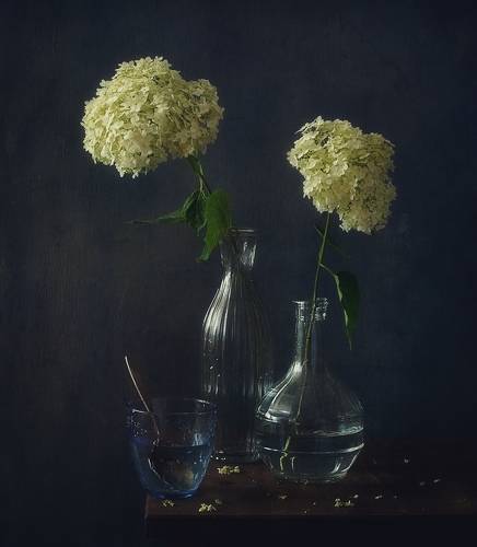 гортензия...