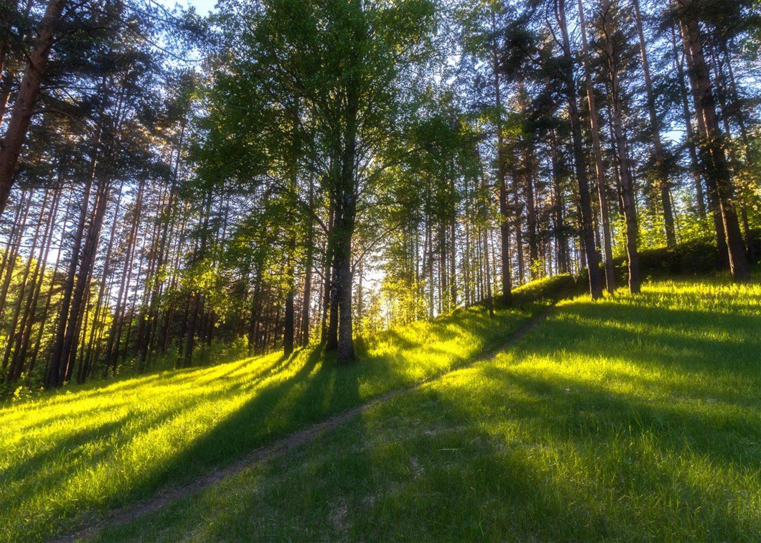 , Алексей Герасимов