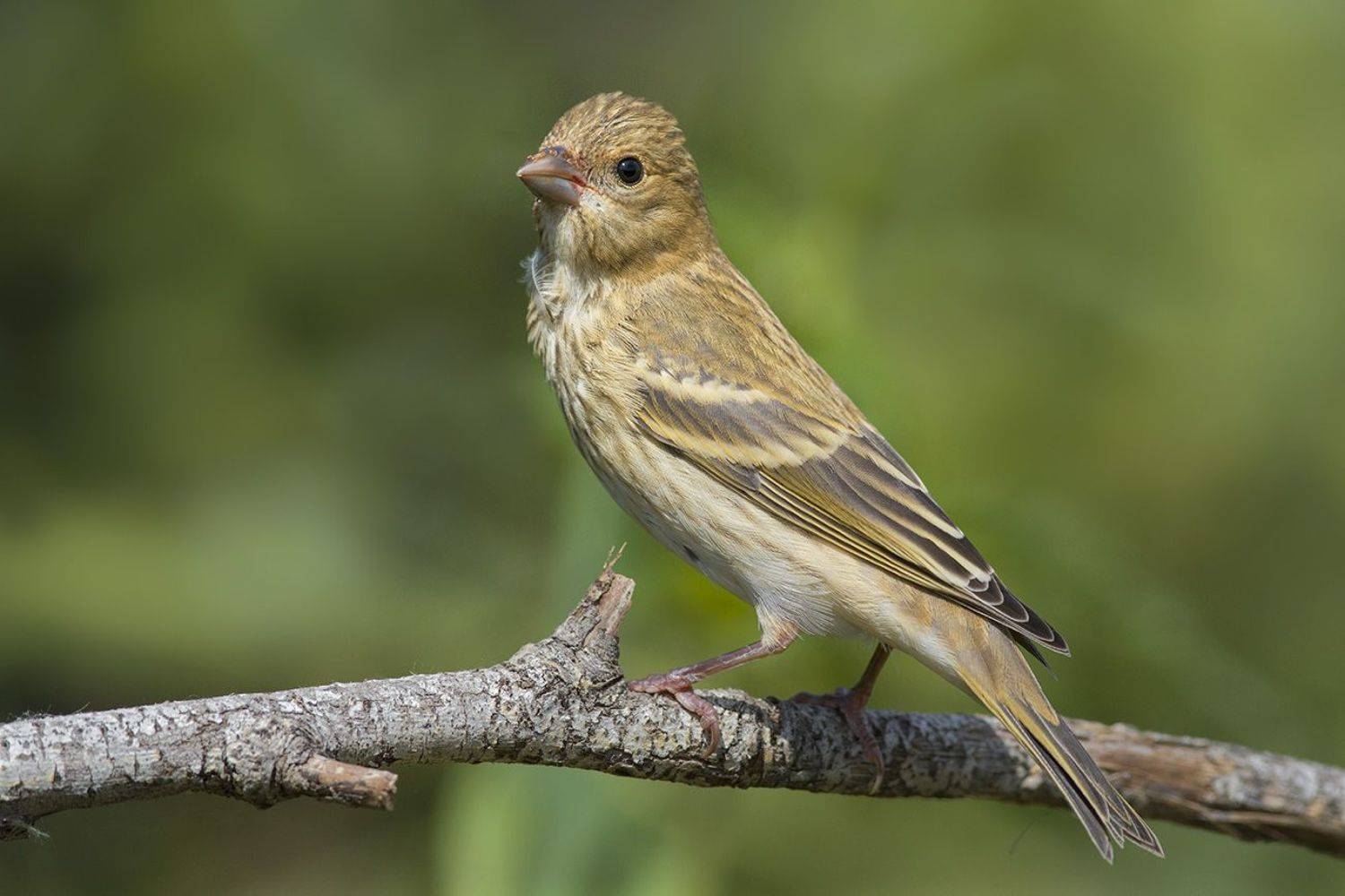 чечевица,молодая, Иван