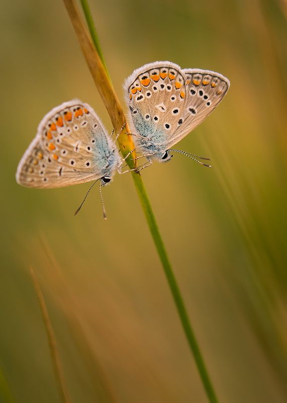 Butterflies фото превью