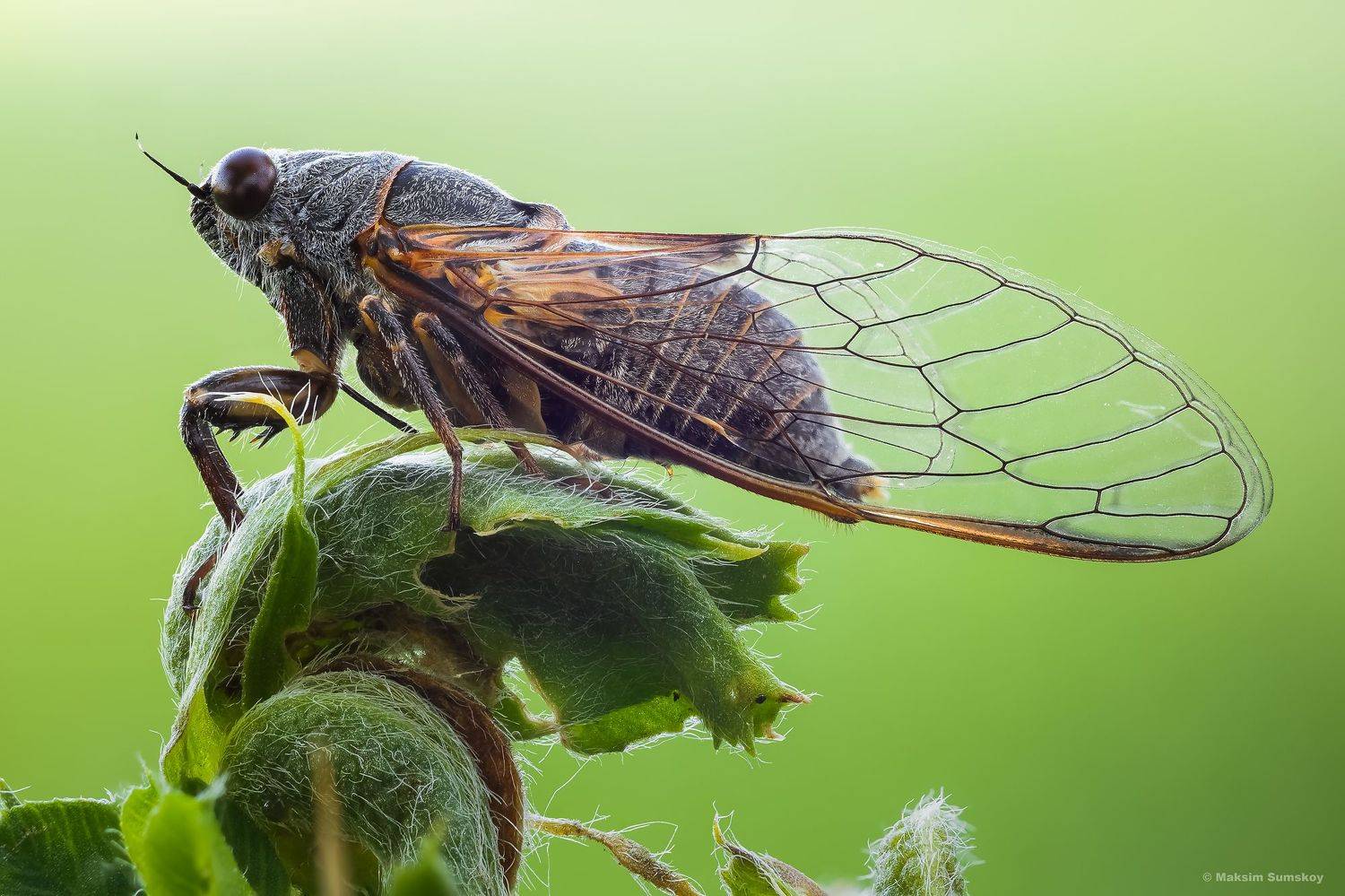 , Максим Сумской