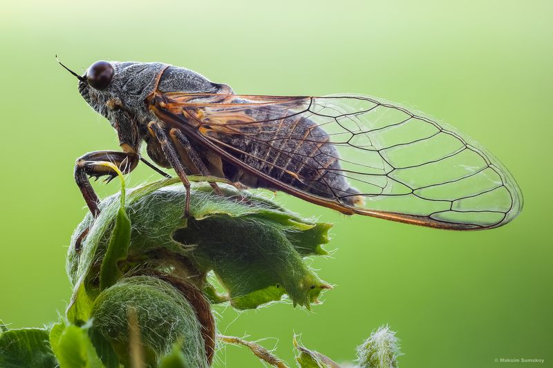 Цикада фото превью