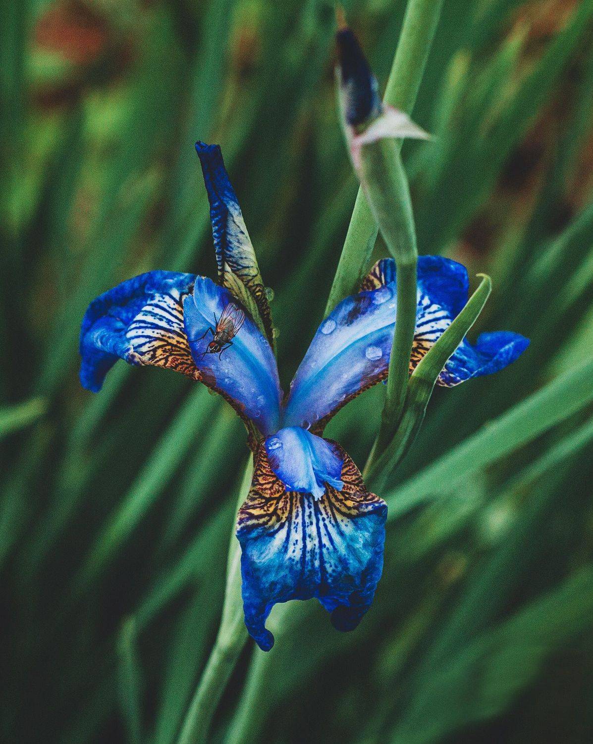 алинциясавельева, Алинция Савельева