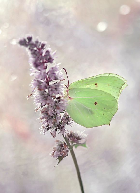 }0{ фото превью