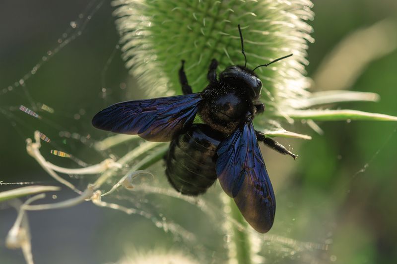 Xylocopinae фото превью