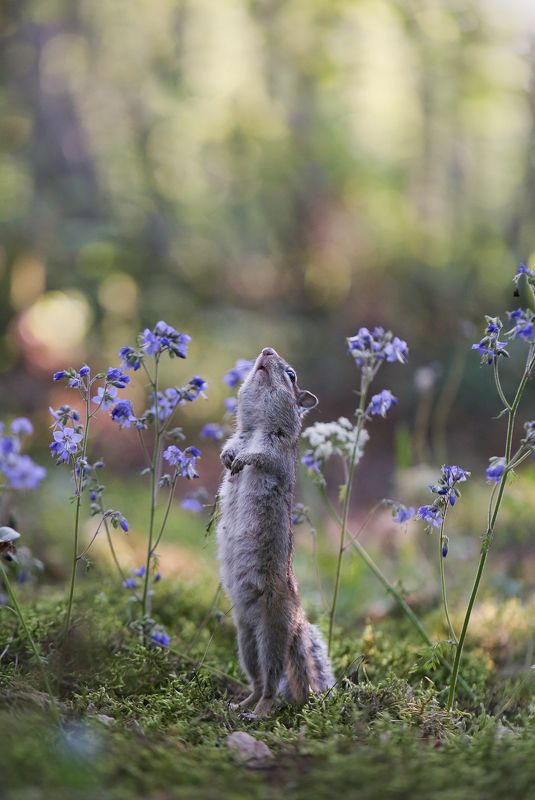 нерюнгри, бурундук, якутия, дикие_животные, синюха_голубая, женялевина, евгениялевина Надо дождик мне позвать, чтоб цветочки поливать! фото превью