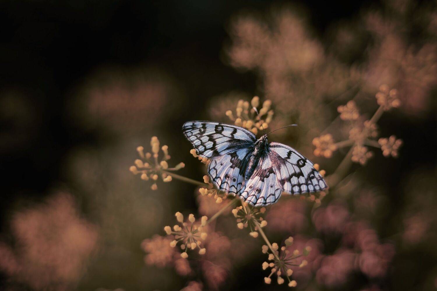 , Лапшина Владлена