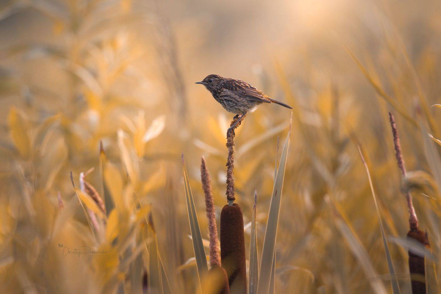 природа, лес, поля, огороды, животные, птицы, макро, Дмитрий Посевич