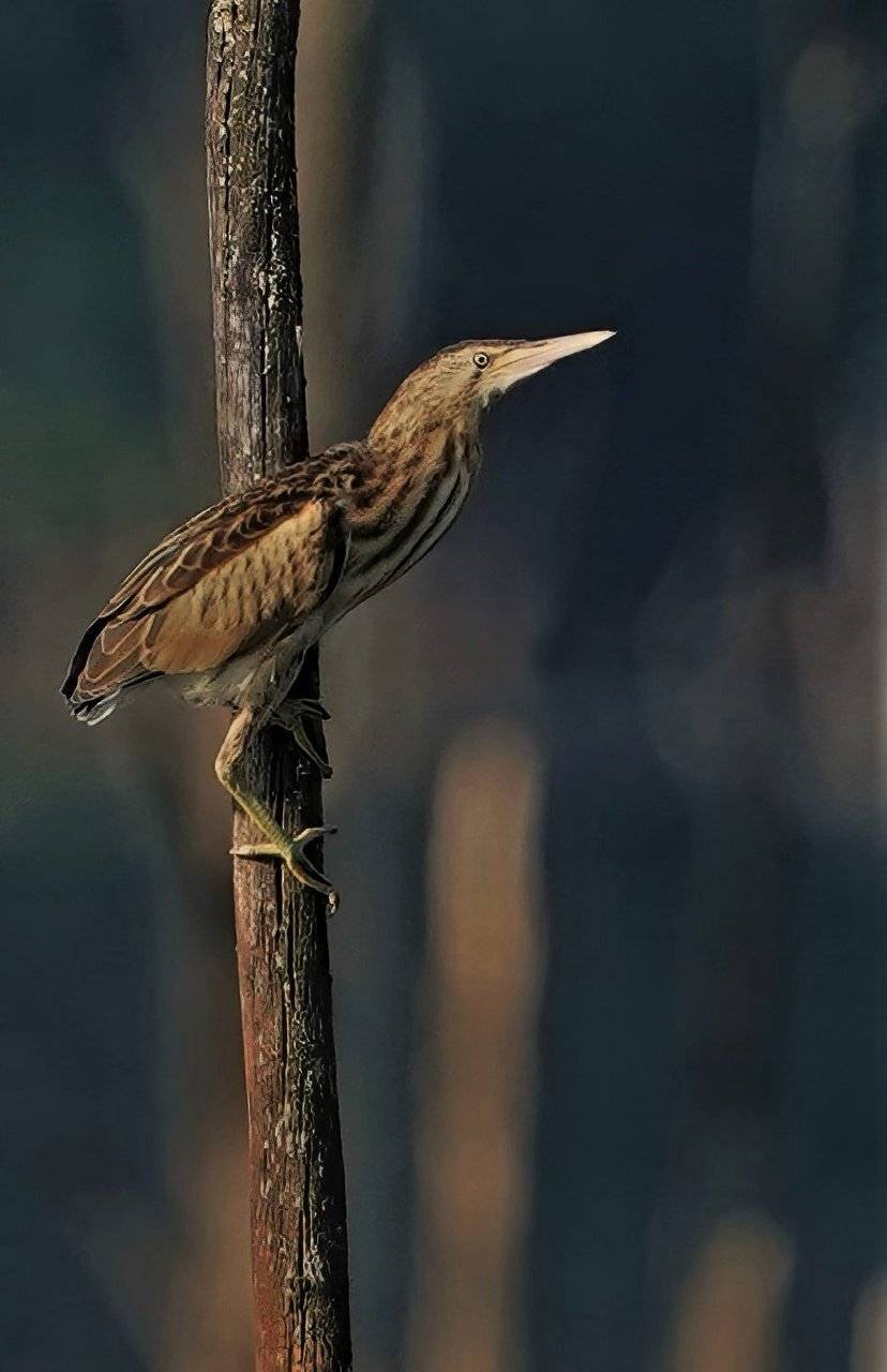 , Красимир Георгиев